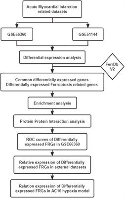 Expression pattern and diagnostic value of ferroptosis-related genes in acute myocardial infarction